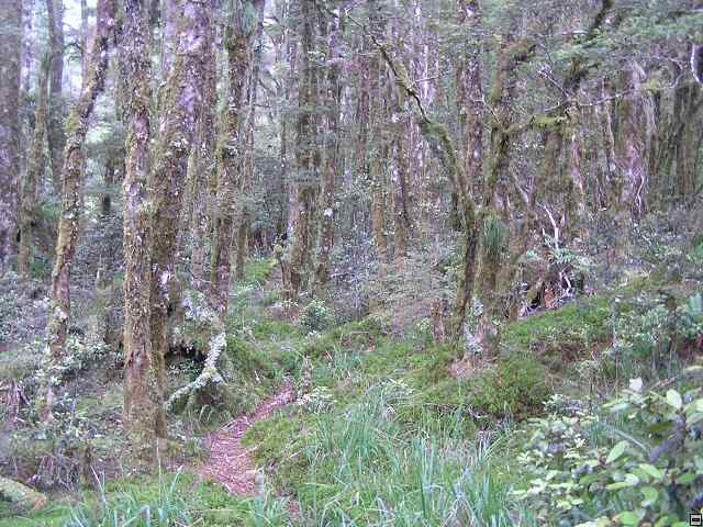 NZ leden-unor 2006 291.jpg